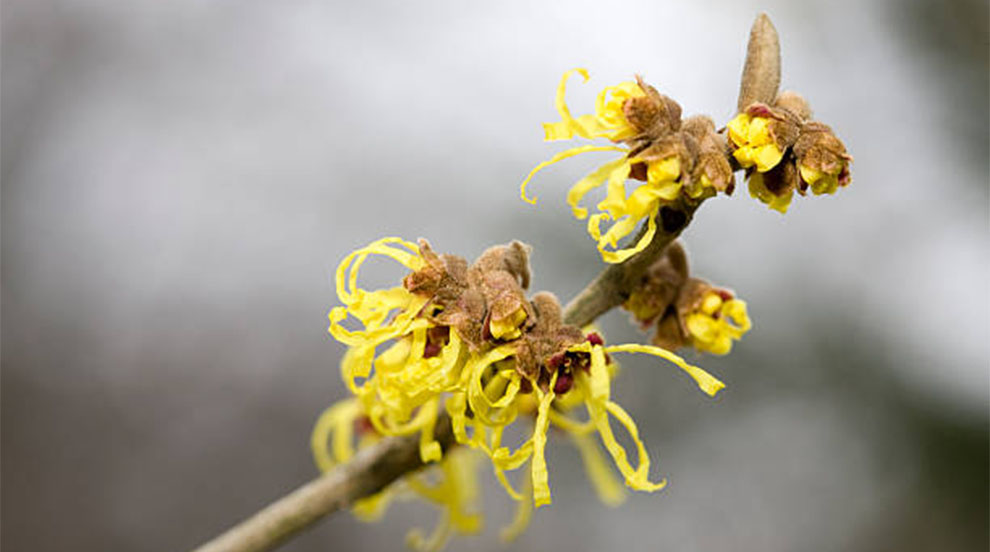 Barmstedt Gold Witch Hazel