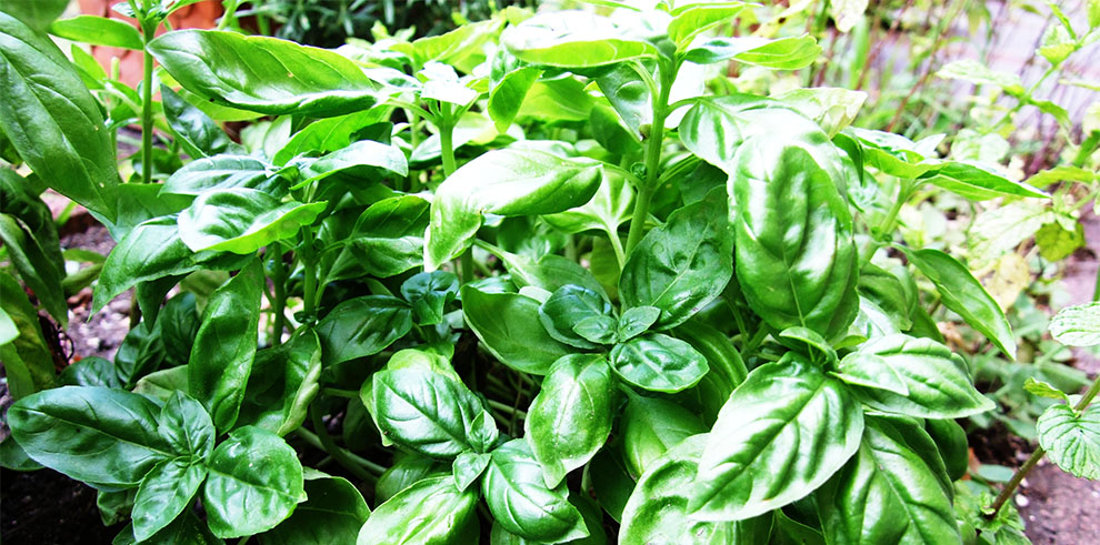 Basil