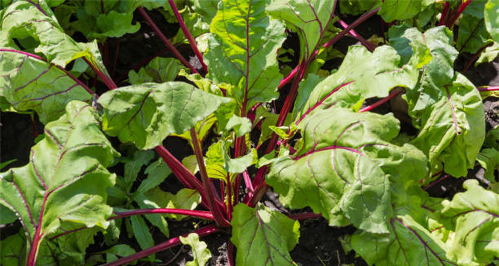 Beetroot Need sunlight