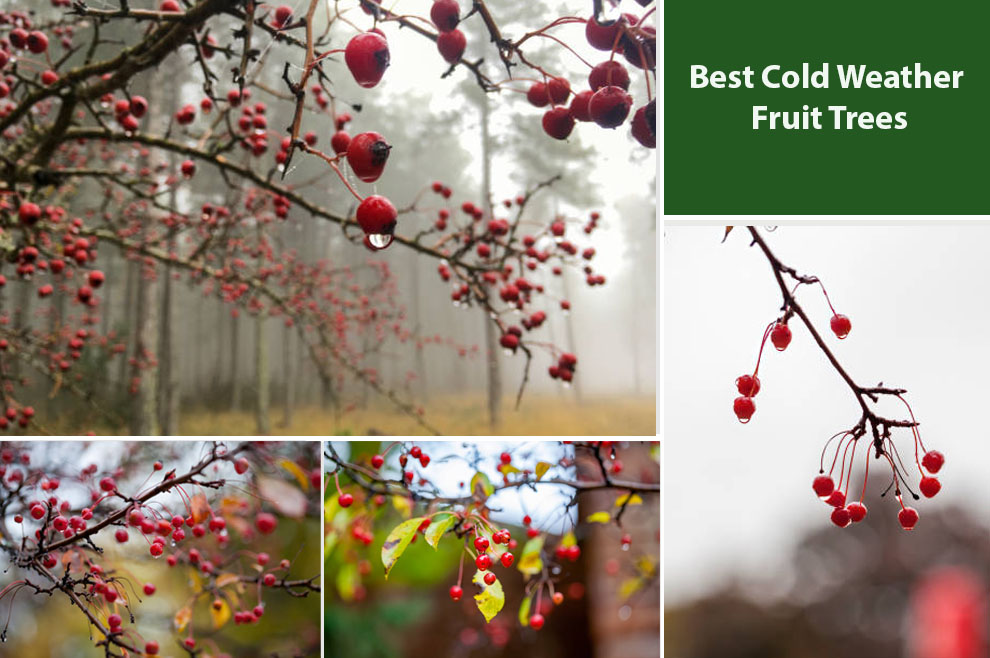 Best Cold Weather Fruit Trees