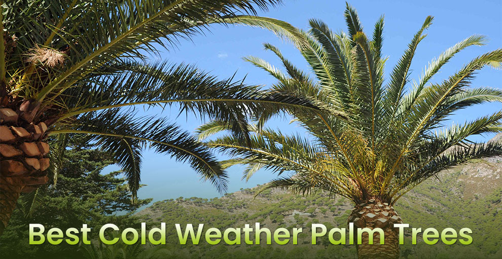 Best Cold Weather Palm Trees