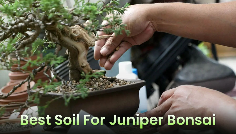 Best soil for juniper bonsai