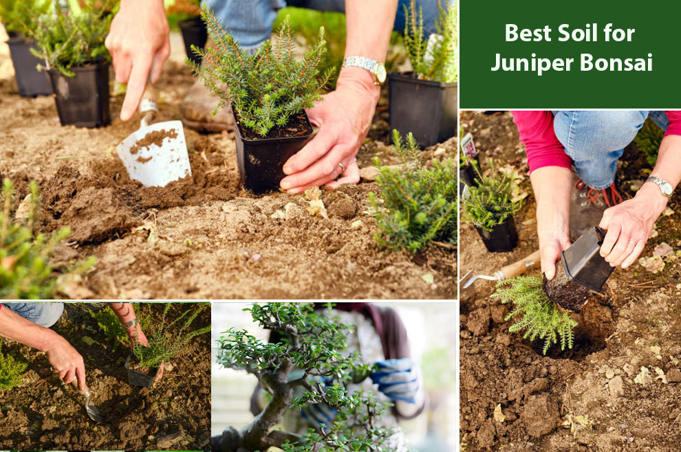 Best soil for juniper bonsai 