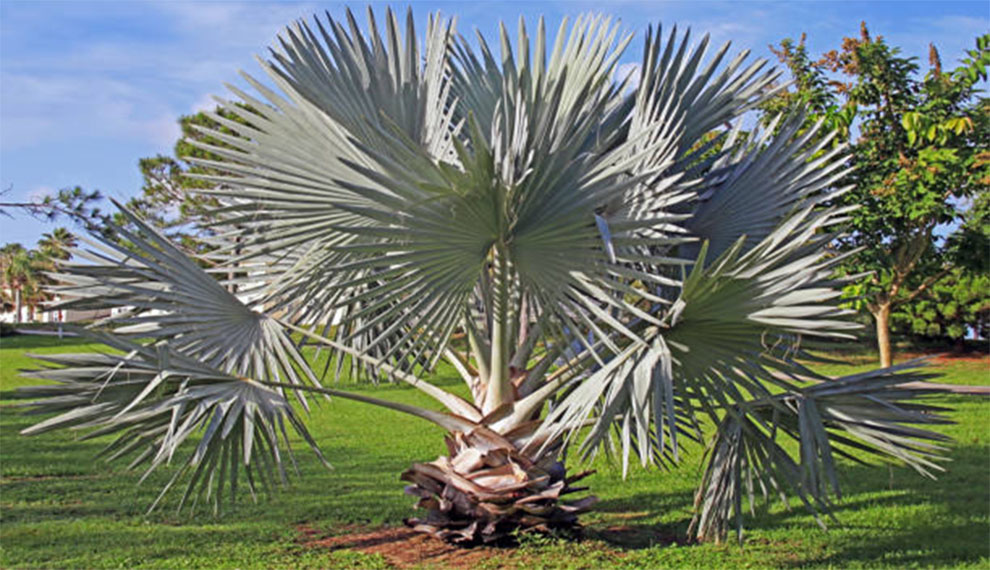 Bismarck palm