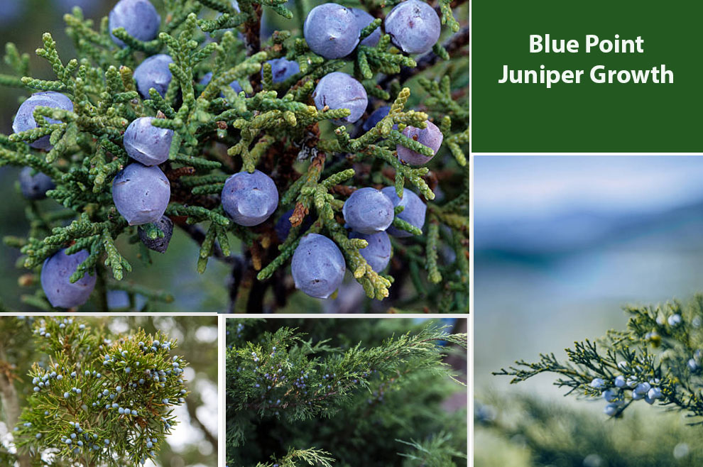 Blue Point Juniper Growth 