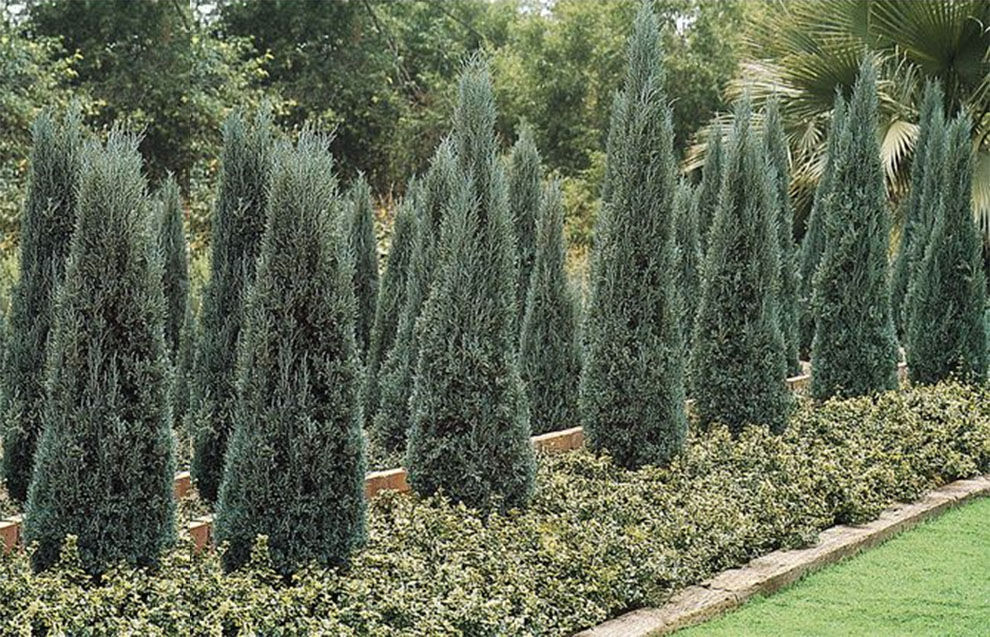  Blue Point Juniper