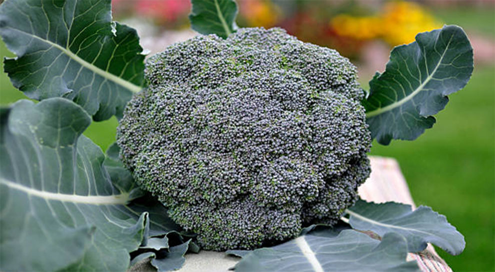 The Broccoli Head Appear