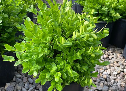 Buxus sempervirens 'Suffruticosa