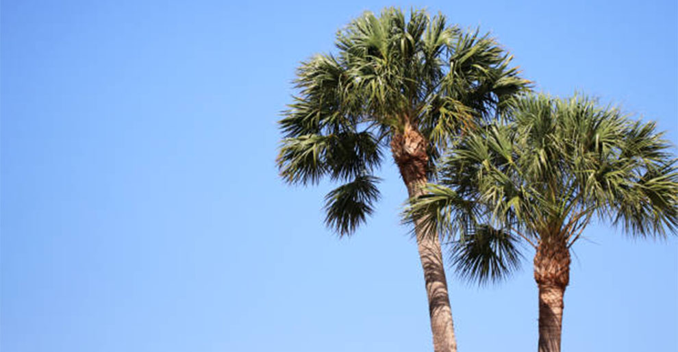 Cabbage Palm