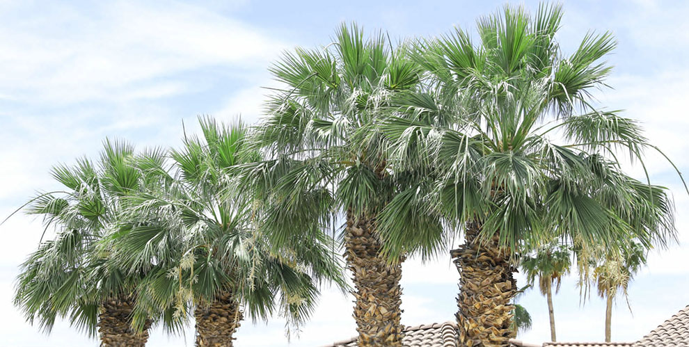 California Fan Palm