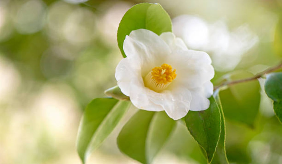 Camellia Sinensis