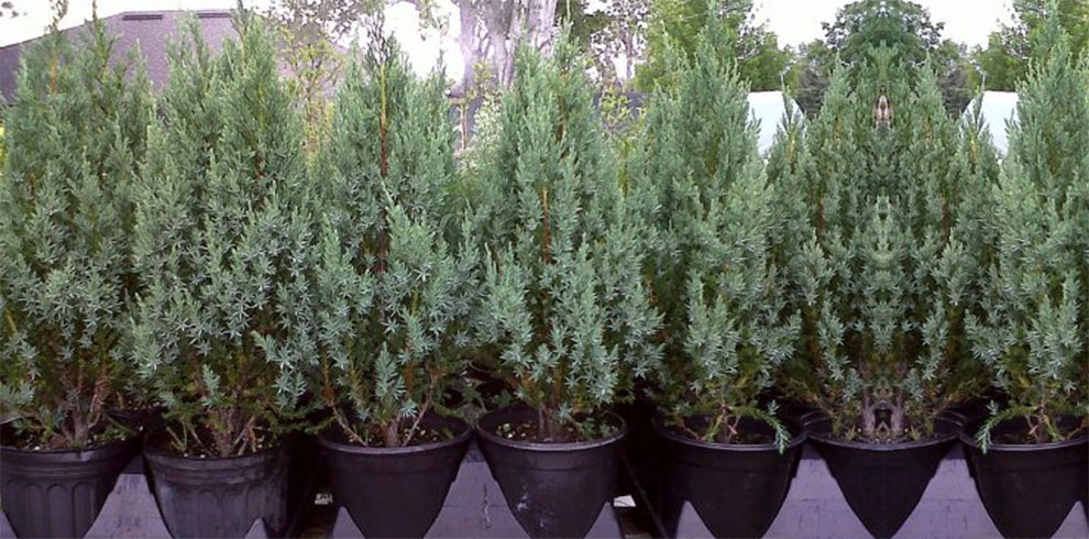Can Blue Point Junipers Grow In Pots?