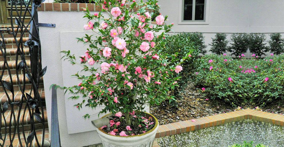 Can You Plant Camellias Next To The House
