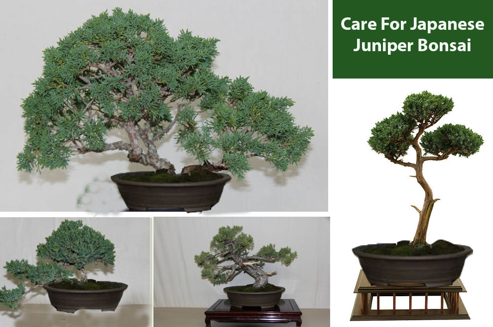 Care for Japanese Juniper Bonsai