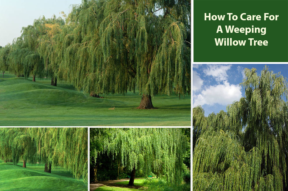 How To Care For A Weeping Willow Tree