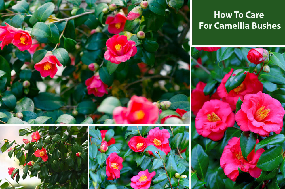 How To Care For Camellia Bushes