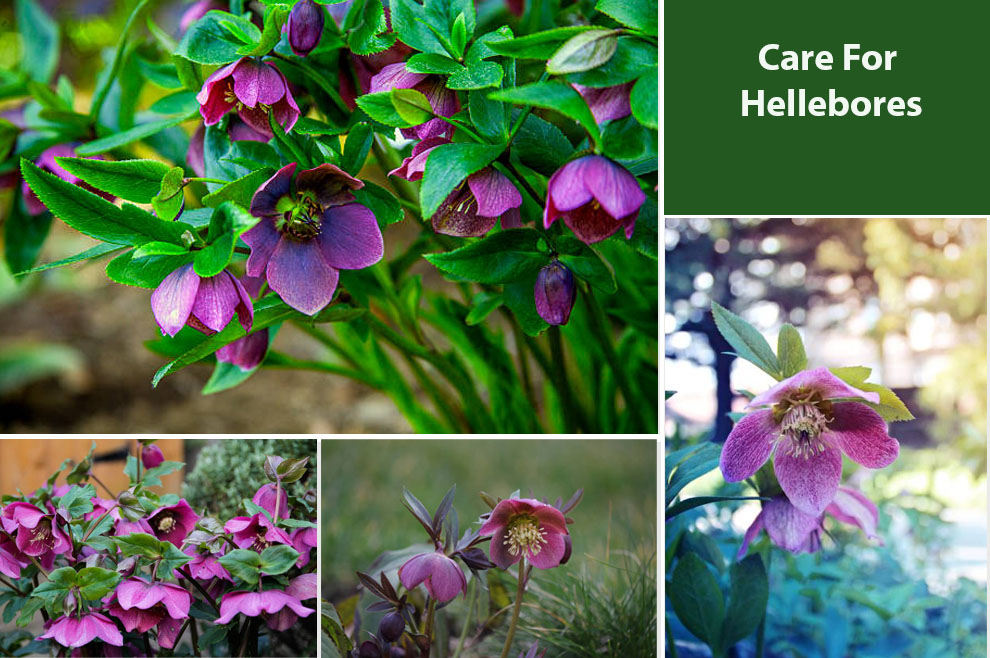 How to Care For Hellebores