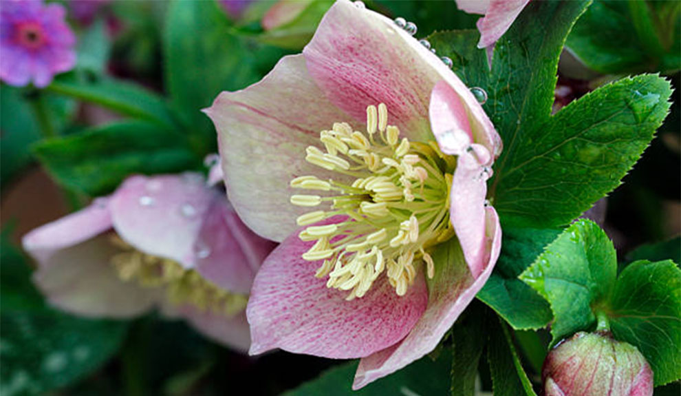 Care for Lenten Roses