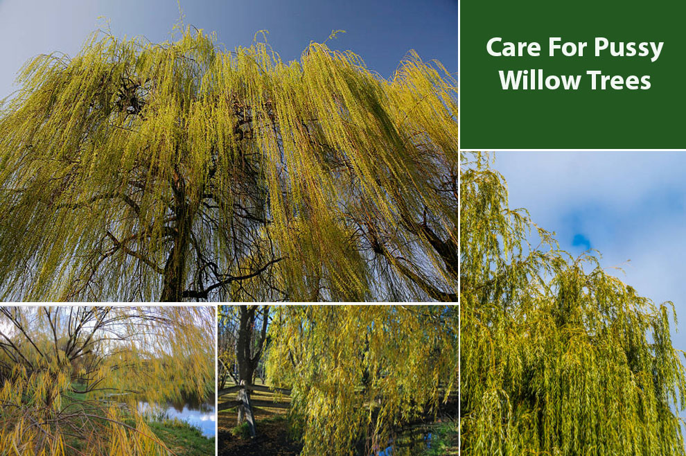 How To Care For Pussy Willow