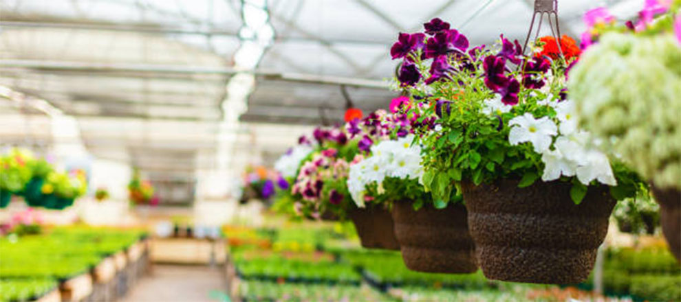 Care of Camellia Plants In Pots