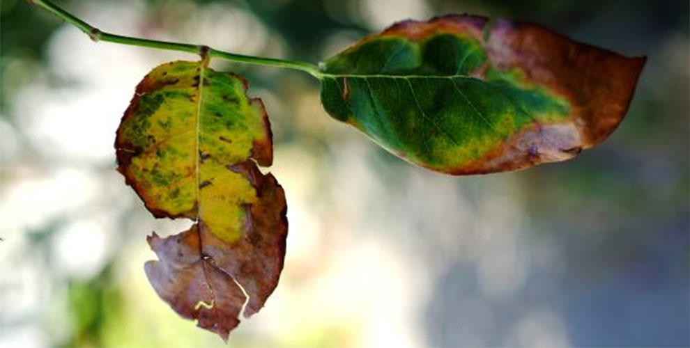 Cercospora Leaf Spot on Crepe Myrtle