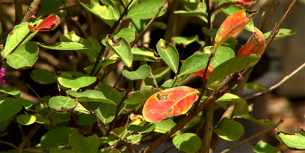 Cercospora Leaf Spot Treatment Crape Myrtle Responds