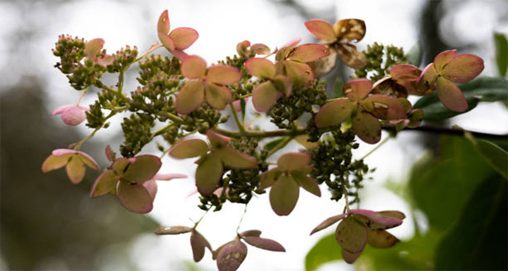 Cercospora Leaf Spot Treatment Crape Myrtle Responds