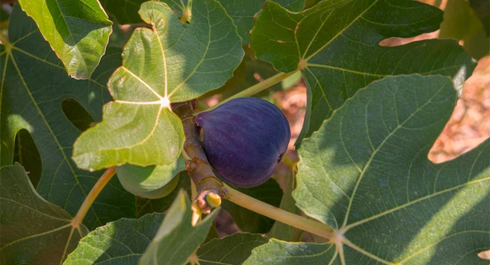 Chicago Hardy Fig tree