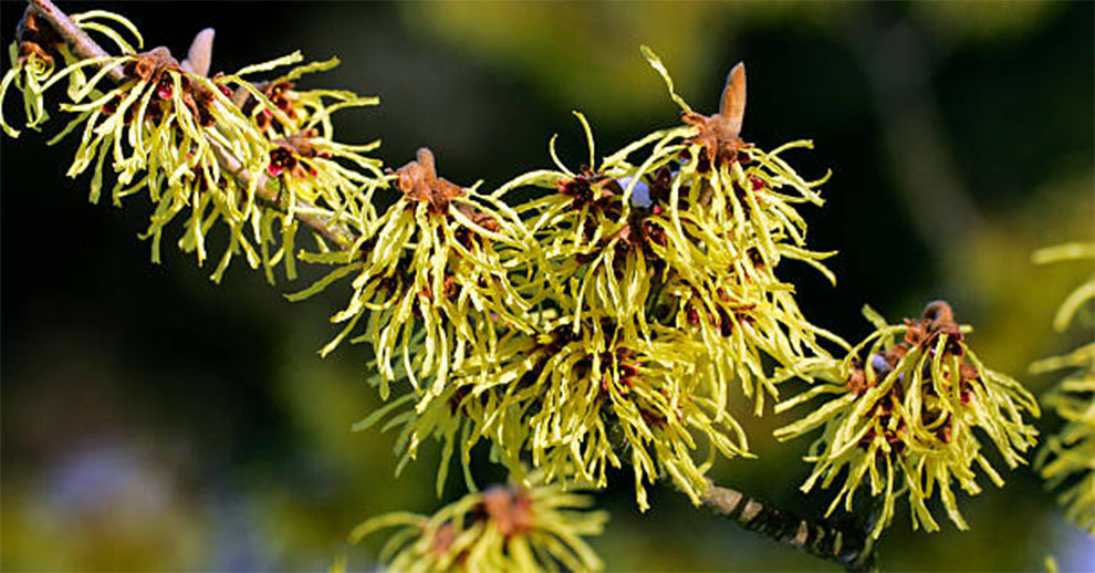 Chinese Witch Hazel