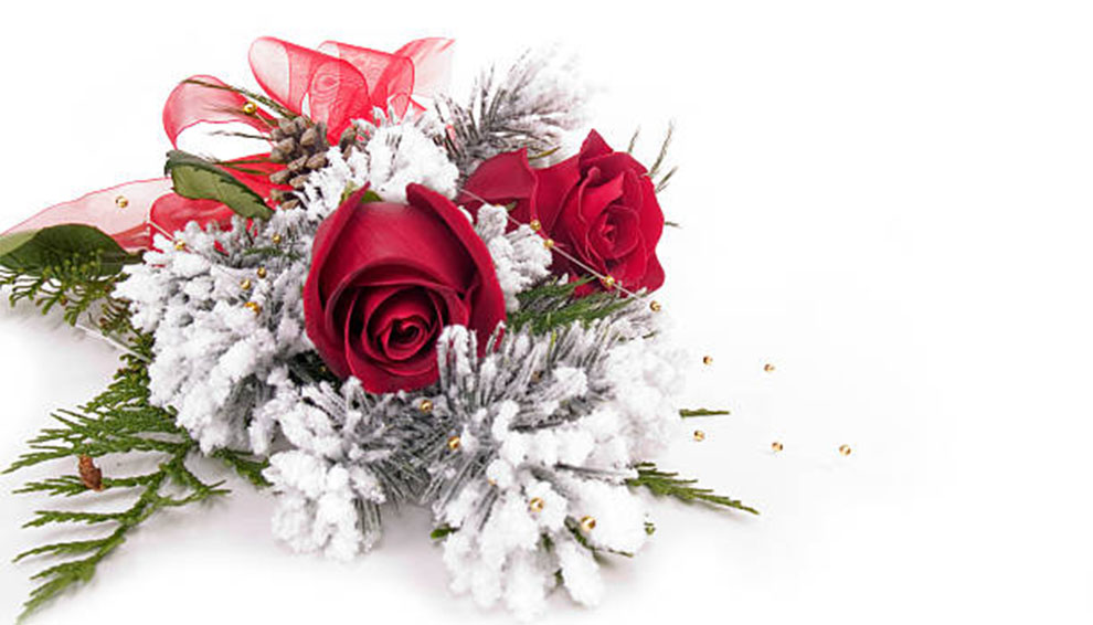 Plant Christmas Roses