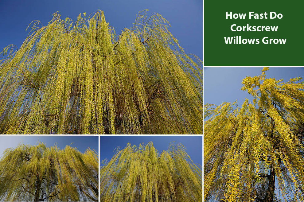 Corkscrew Willows Grow 