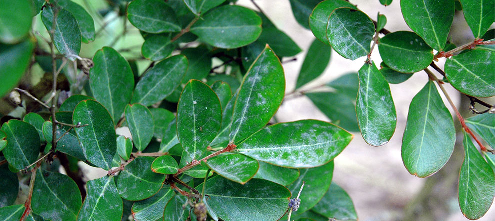 Crepe Myrtle Blight