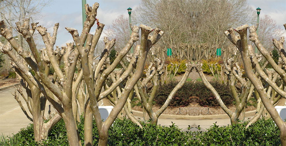 Crepe myrtle bush trimming