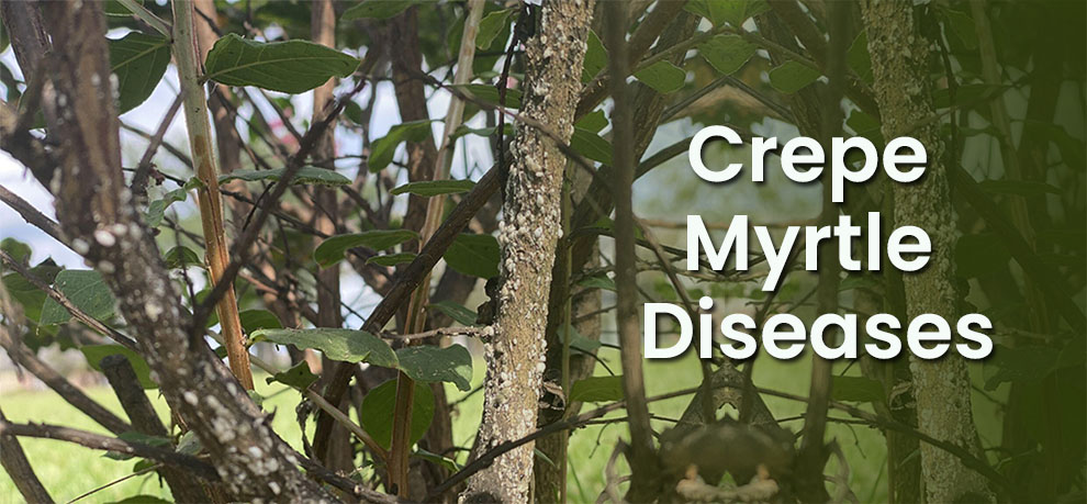 Crepe myrtle diseases
