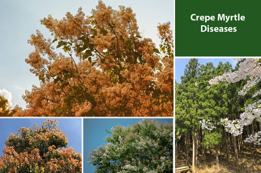 Crepe Myrtle Diseases