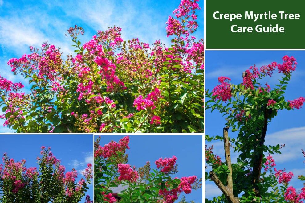 Crepe Myrtle Tree Care Guide