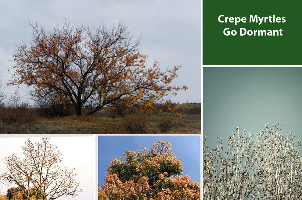 Crepe Myrtles Go Dormant