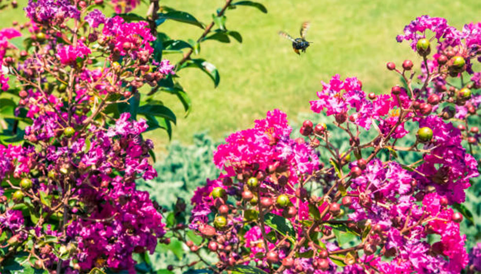 Crepe Myrtles Live