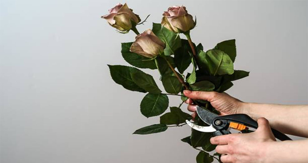 Cut Back Lenten Roses