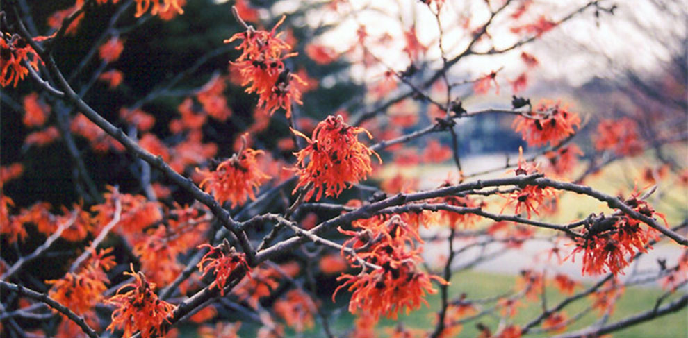 Diane Witch Hazel