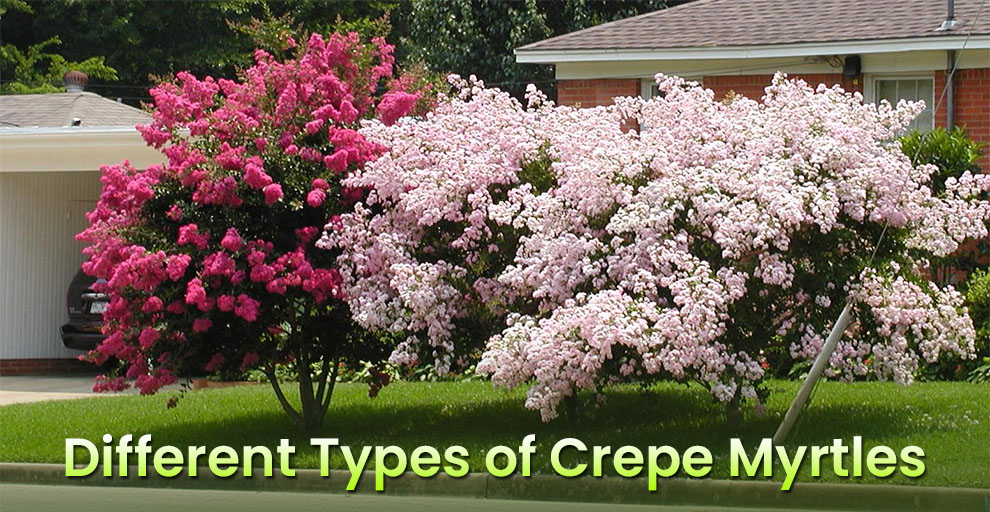 Different types of crepe myrtles