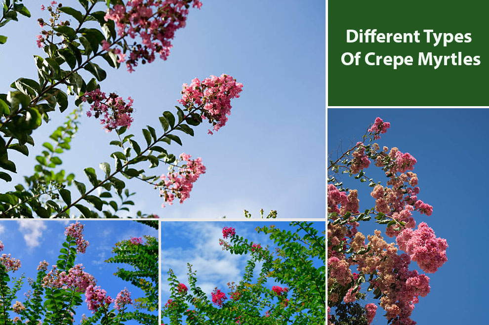 Different Types Of Crepe Myrtles