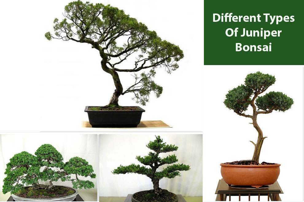 Different types of juniper bonsai