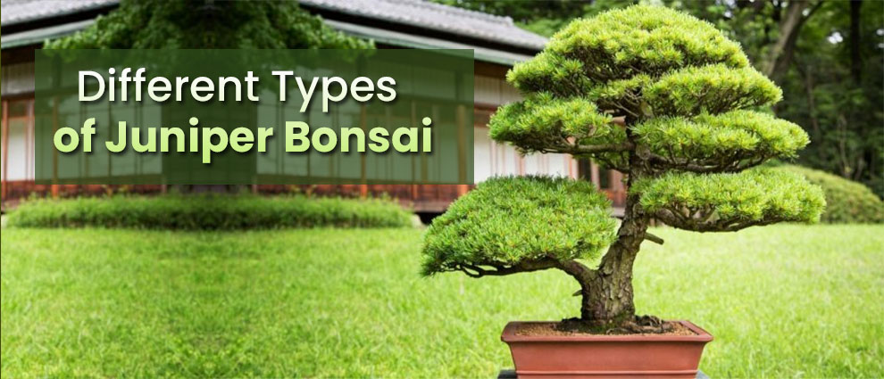 Different types of juniper bonsai