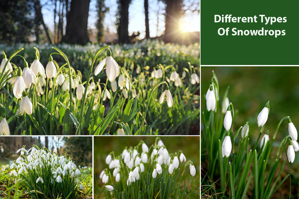 Different types of snowdrops