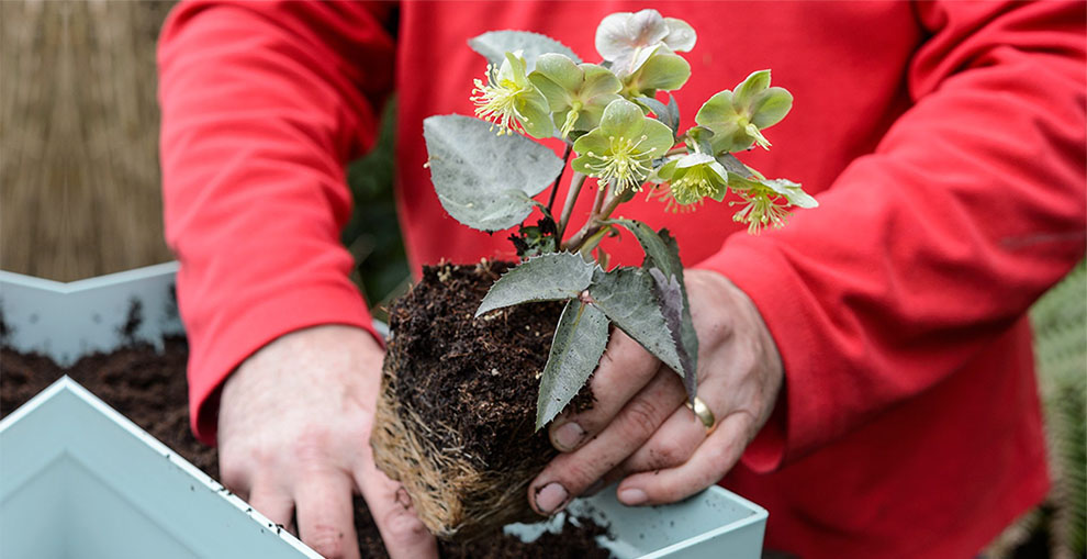 Do You Prune The Hellebores In Pots At The Same Time