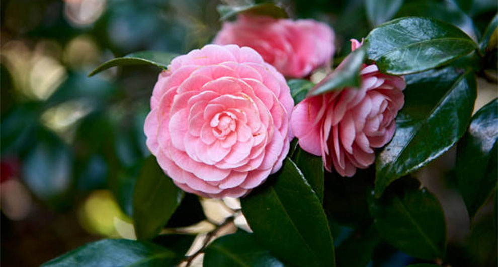 Fastest Growing Camellia