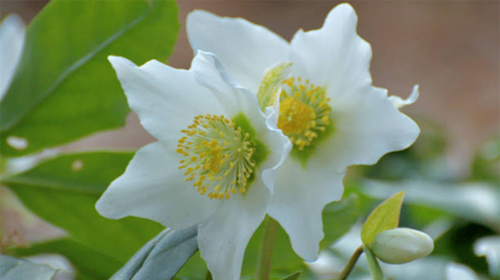 Christmas Rose