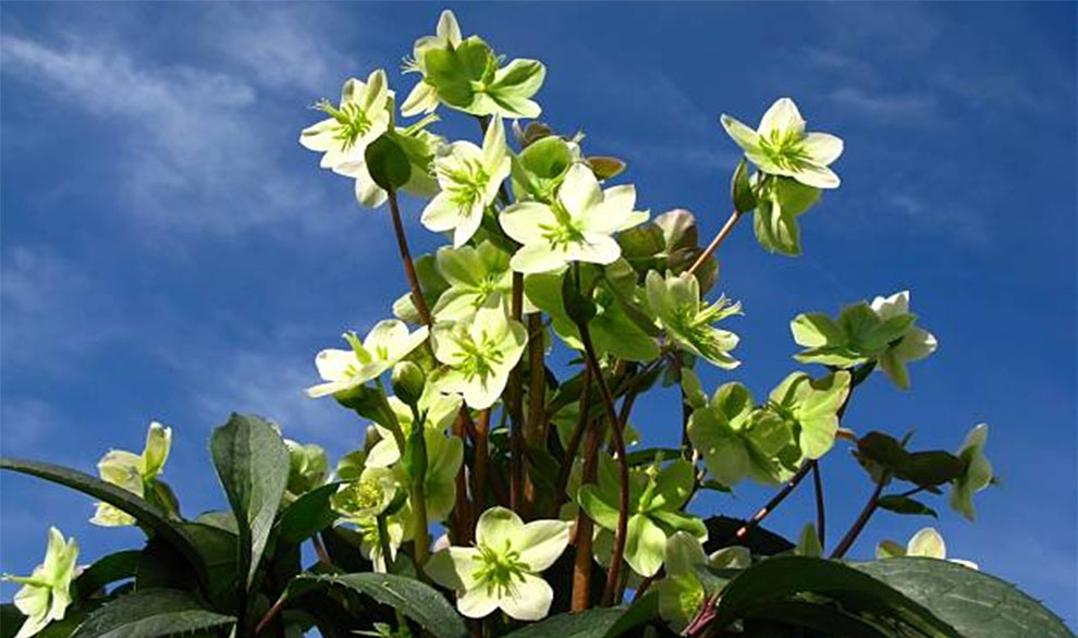 Corsican Hellebore