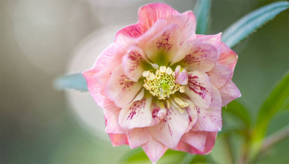 Lenten Rose